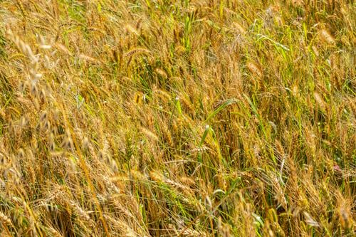 Preview: Close up view of golden wheat field with green grass interspersed under sunlight.