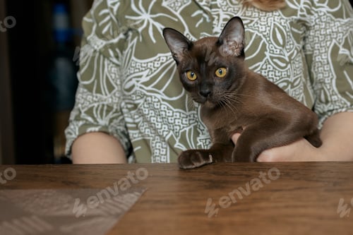 Preview: Burmese kitten. Curious funny spotted Burma cat looking at camera