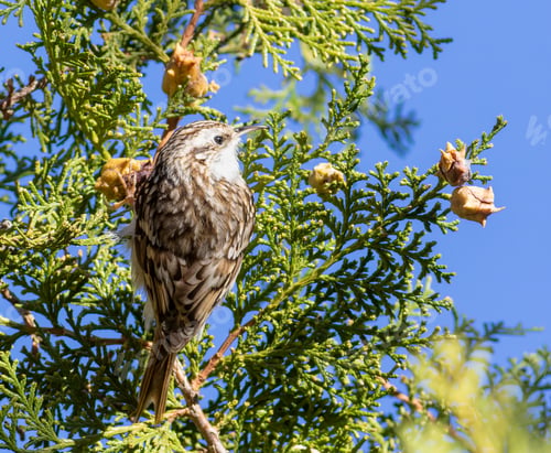 Preview: Eurasian treecreeper, Certhia familiaris. A bird searches for prey on the branches of a thuja tree