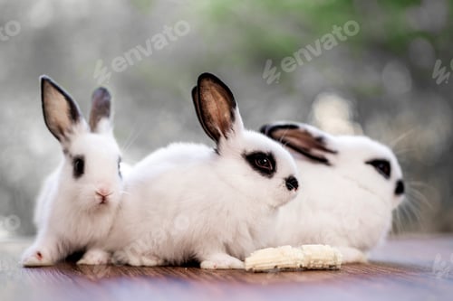 Preview: bunny Easter fluffy baby rabbit or new born rabbit. baby cute rabbit or new born adorable bunny.
