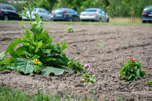 Preview: garden