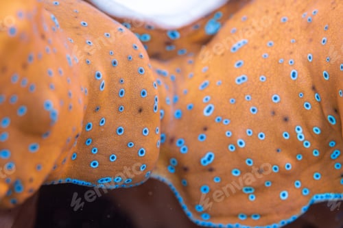 Preview: coral reef macro ,texture, abstract marine ecosystem background on a coral reef