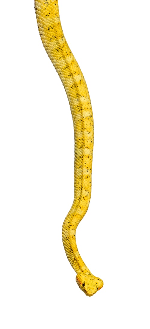 Preview: The eyelash viper, is a venomous pit viper looking at camera against white background
