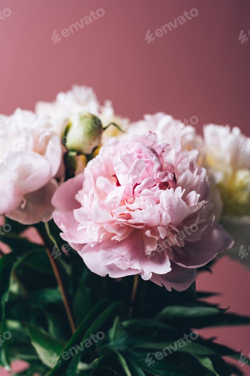 Preview: Amazing Fresh bunch of white and pink peonies