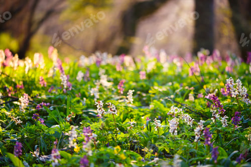 Preview: Spring forest with blooming Corydalis cava flowers