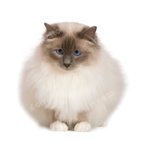 Preview: Birman (1 year)