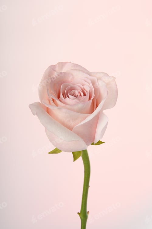 Preview: Light pink rose on a light pink background. Postcard for Mother's Day.