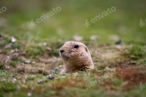 Preview: black tailed prairie dog (Cynomys ludovicianus)