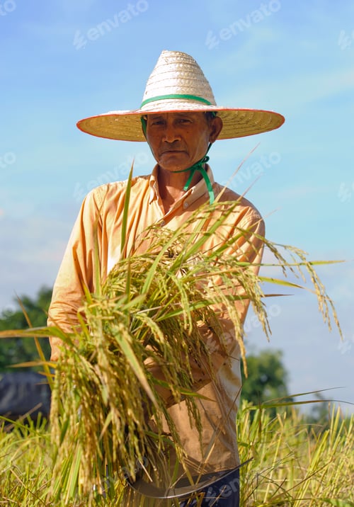 Preview: farmer in field, it's harvest time