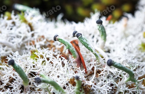 Preview: Green and Black Fruticose Lichen in New Zealand