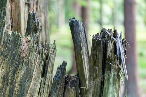 Preview: Splintered Tree Detail