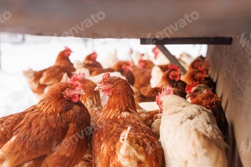Preview: chicken walking on an eco-poultry farm in winter, free-range chicken farm