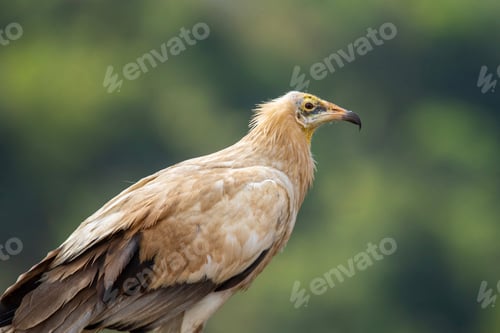 Preview: An Egyptian vulture!