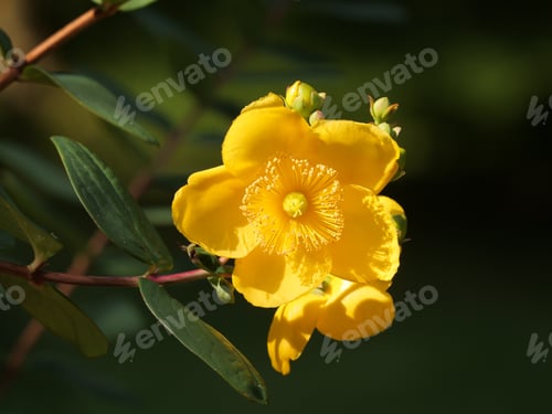 Preview: Selective focus shot of beautiful yellow St. John's wort flower outdoors during daylight