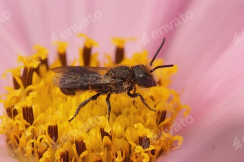 Preview: Male large-headed resin bee, Heriades truncorum on the purple flower of Cosmos plant