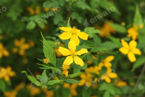Preview: Natural background. Yellow flowers on a green background