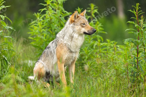 Preview: Sitting female grey wolf in the green summer forest