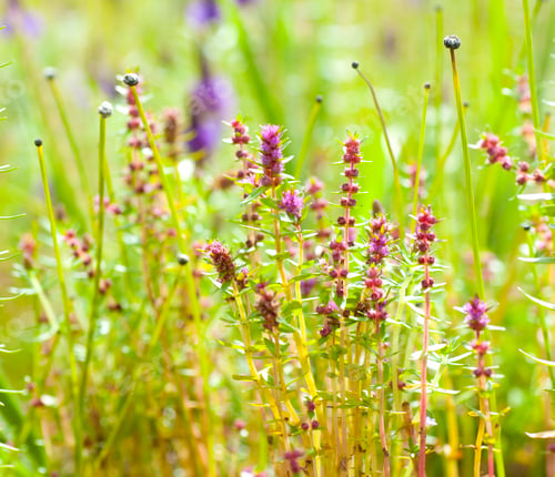 Preview: Beautiful nature , Beautiful meadow , Backgrounds