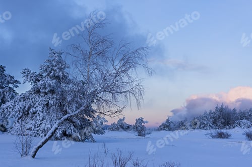 Preview: Coniferous forest in winter texture