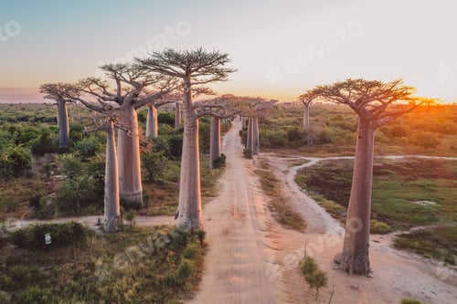 Preview: Baobab alley, Madagascar