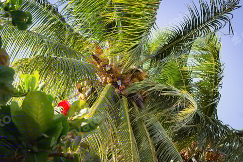 Preview: Low angle shot of a coconut tree