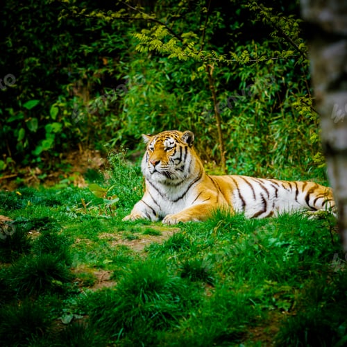 Preview: Tiger laying down on green grass