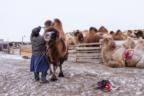 Preview: A Mongolian herder in traditional attire tends to a Bactrian camel in a snowy livestock pen