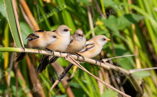 Preview: Bearded reedling, Panurus biarmicus. Four young birds sitting on a reed stalk