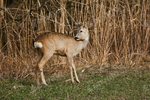 Preview: Roe deer