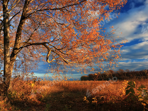Preview: Autumn forest on the sunset