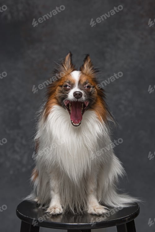 Preview: Studio portrait of a small yawning puppy Papillon