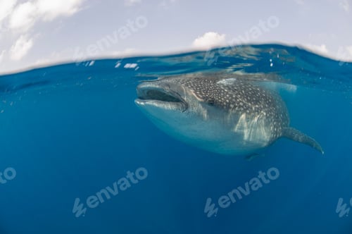 Preview: Underwater view of giant whale shark feeding on fish eggs, Contoy Island, Quintana Roo, Mexico
