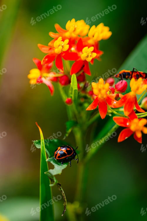 Preview: Beetle explores the petals of a stunning flower.