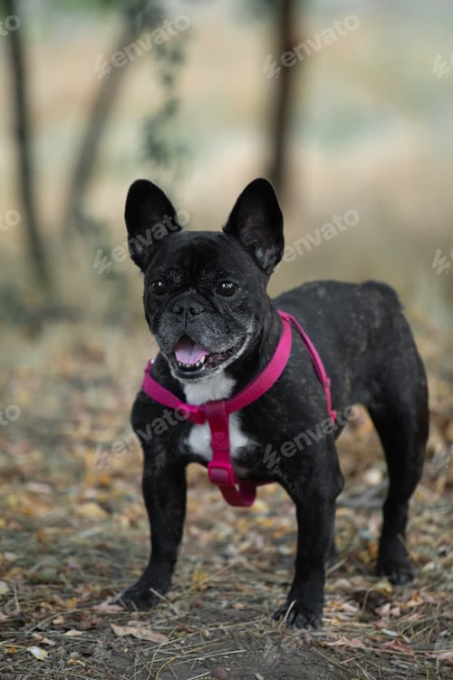 Preview: French bulldog black and white coloring on the lawn