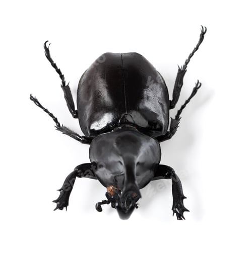 Preview: A beautiful specimen. Closeup shot of a rhinoceros beetle.
