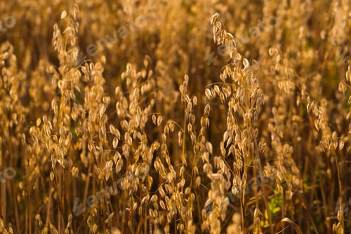 Preview: Field of oats in front. Harvest season