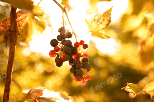 Preview: Sunlight shining through blue bunches of grapes in a vineyard in a village. Season of grapes