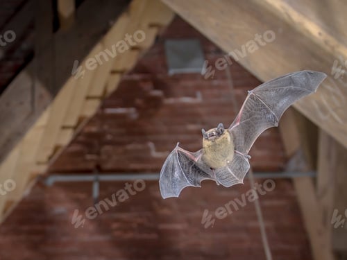 Preview: Pipistrelle bat flying inside building