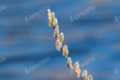 Preview: A branch of flowering willow tree on flat background. Willow catkins. A branch against the river