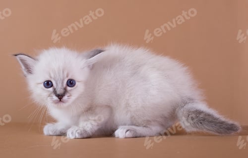 Preview: cute little Birman cat isolated in a removable background, aborable kitten concept