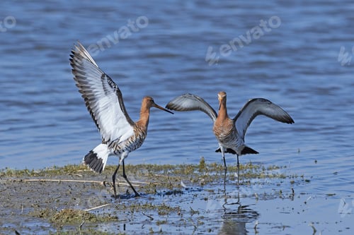 Preview: Black-tailed godwit (Limosa limosa)