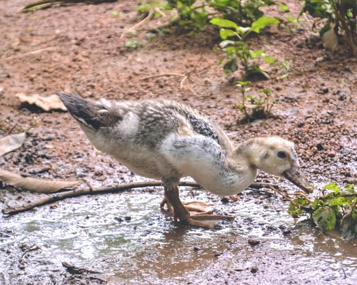 Preview: White wild duckling....