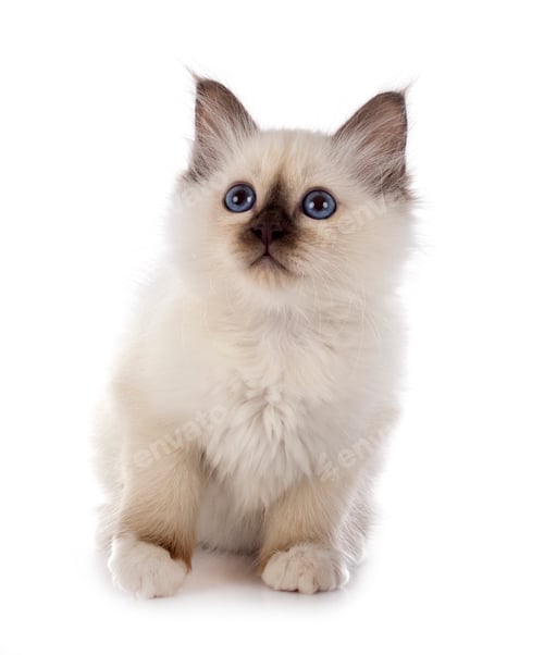 Preview: birman kitten in studio