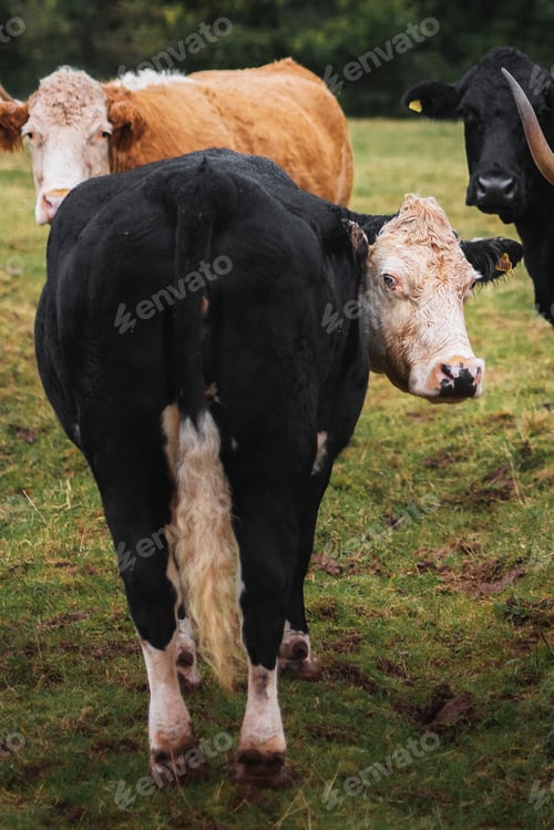 Preview: Scottish Highland cows