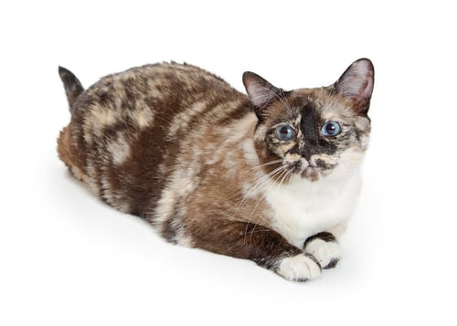 Preview: Brown and Cream Color Torbie Cat