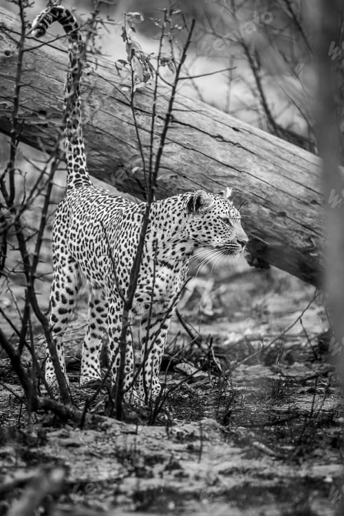 Preview: Leopard marking territory on a dead tree.