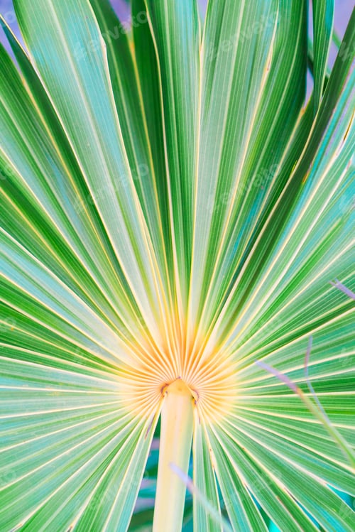 Preview: Lines and textures of green palm leaves at exoric island