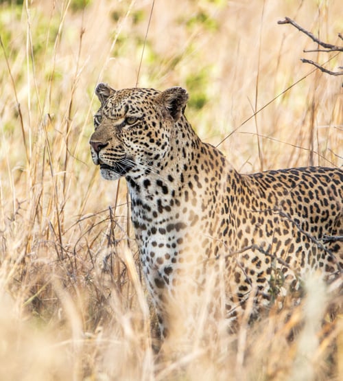 Preview: A Leopard blending in in the high grass.