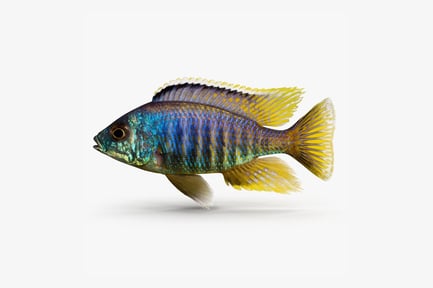 Preview: Vibrant Placidochromis Cichlid with Striking Blue and Yellow Markings