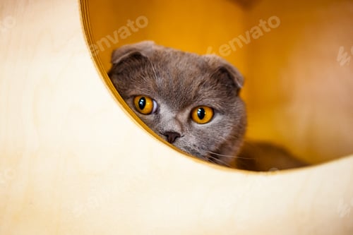 Adorable Cat Peering Out of Round Wooden Box